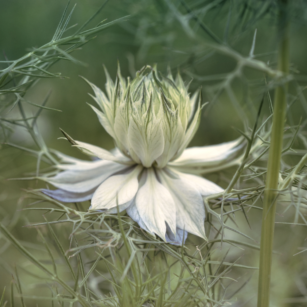 Photography of a white thistle flower